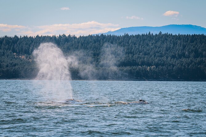Whale Watching Nanaimo Open Boat Tour - Who Will Enjoy This Boat Most?