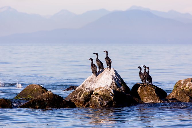 Whale-Watching Tour from Vancouver - Orcas, humpbacks, and the wildlife you might see