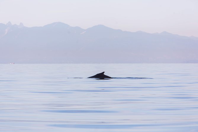 Whale-Watching Tour from Vancouver - Viewing space, crowds, and mobility concerns