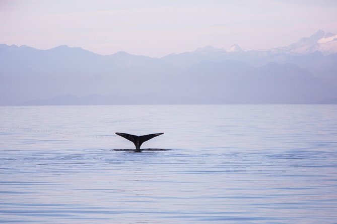 Whale-Watching Tour from Vancouver - Starting at Steveston Wharf