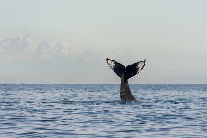 Wild Whale Watching Experience - Open Air Vessel - Starting at Granville Island with Vancouver in view