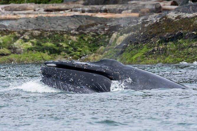 Wild Whale Watching Experience - Open Air Vessel - The wildlife you may see beyond whales