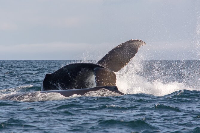 Wild Whale Watching Experience - Open Air Vessel - Is $169.74 a fair price?