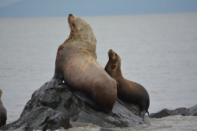 Wild Whale Watching Experience - Open Air Vessel - Booking timing, meeting point, and cancellations