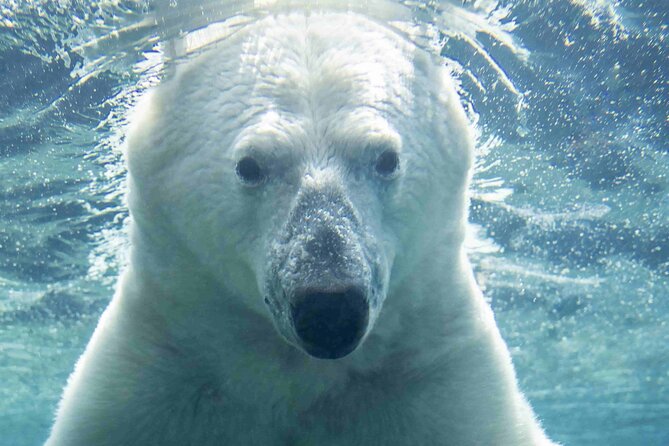 Wilder Institute/Calgary Zoo: Entry Ticket - Key points before you go