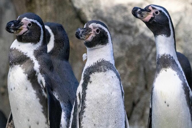 Wilder Institute/Calgary Zoo: Entry Ticket - Penguin Plunge is one of the best stops