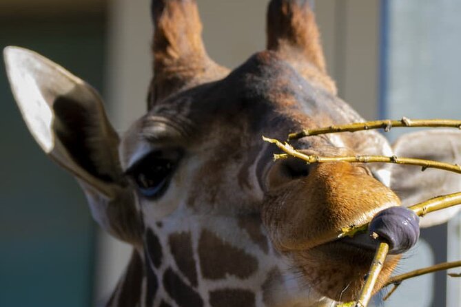 Wilder Institute/Calgary Zoo: Entry Ticket - Prehistoric Park is aimed at kids and dinosaur fans