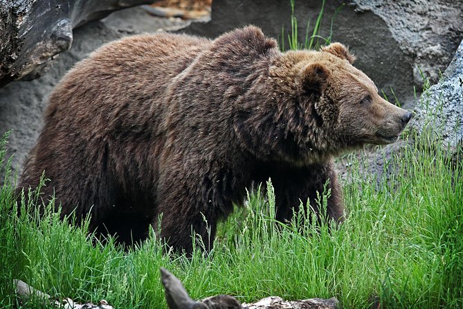 Wilder Institute/Calgary Zoo: Entry Ticket - Destination Africa brings the big animals close