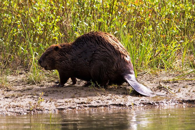 Wildlife on the Bow | Big Canoe Tour - The evening paddle may be worth considering