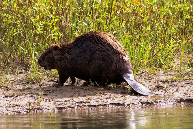 Wildlife on the Bow | Big Canoe Tour in Banff National Park - The scenery is the dependable highlight