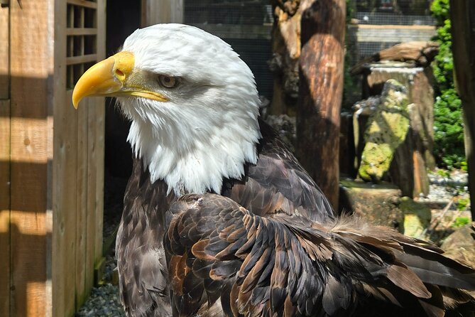 Wildlife, Waterfalls, Caves, Old Growth on Vancouver Island - Noemie’s guiding style adds value