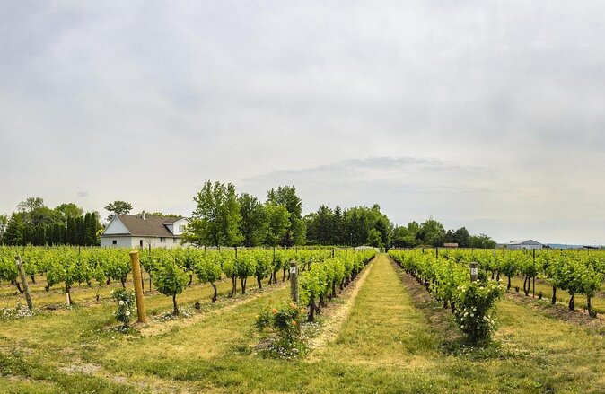 Wine & Cheese Half Day Tour - Niagara On The Lake Wine Tour - The tour at a glance