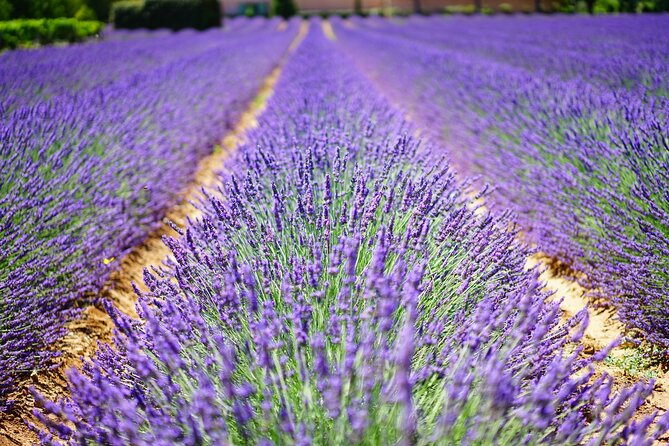 Wine Tasting and lavender Farm Tours - Three wineries and four styles of Niagara wine