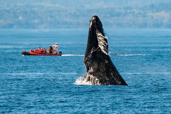 Winter Victoria Whale and Wildlife Zodiac Tour - Setting Out From Victoria’s Inner Harbour