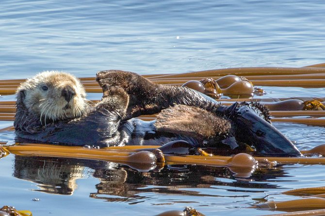 Winter Victoria Whale and Wildlife Zodiac Tour - The 12-Passenger Zodiac Ride