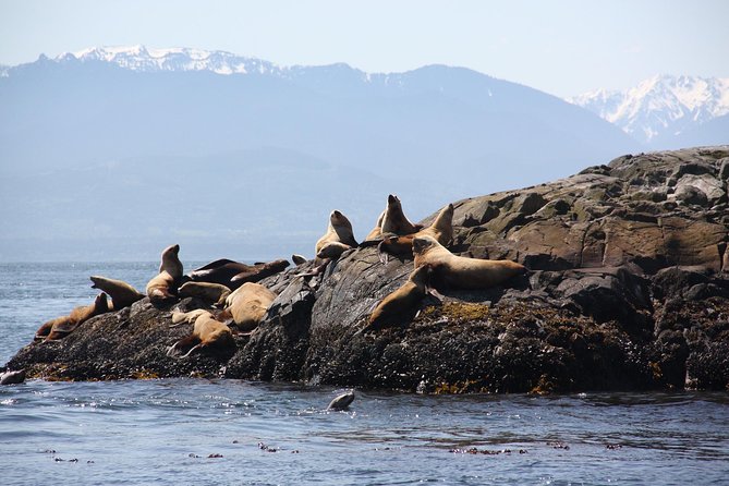 Winter Victoria Whale and Wildlife Zodiac Tour - What the Marine Naturalist Adds