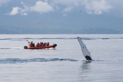 Winter Victoria Whale and Wildlife Zodiac Tour