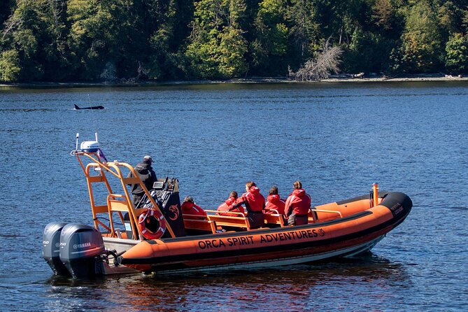 Winter Victoria Whale and Wildlife Zodiac Tour - Why Winter Can Be a Good Time to Go