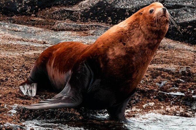 Winter Victoria Whale and Wildlife Zodiac Tour - Who Should Book This Zodiac Tour?
