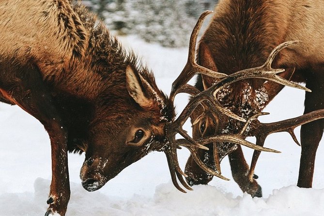 Winter Wildlife Discovery Tour - The scenery is more than a backdrop