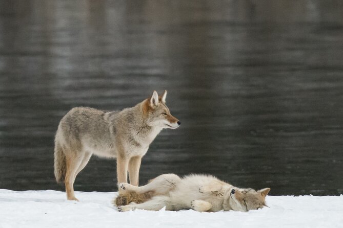 Winter Wildlife Discovery Tour - How good is the wildlife viewing?
