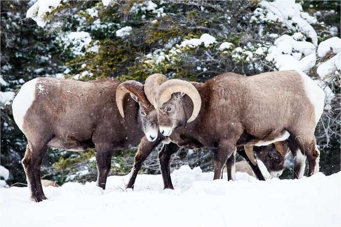 Winter Wildlife Discovery Tour - Who will enjoy this tour most?