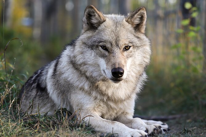 Yamnuska Wolfdog Sanctuary Walk Ticket in Canada - Key points at a glance