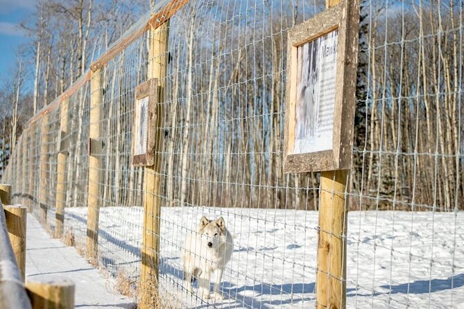 Yamnuska Wolfdog Sanctuary Walk Ticket in Canada - Wolfdog Wisdom at four daily times