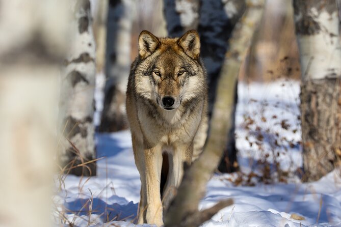 Yamnuska Wolfdog Sanctuary Walk Ticket in Canada - What you can learn about rescue and care
