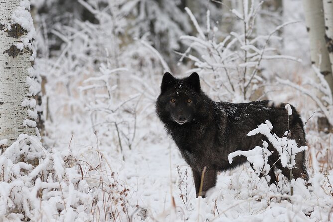 Yamnuska Wolfdog Sanctuary Walk Ticket in Canada - Rocky Mountain scenery and the overall mood