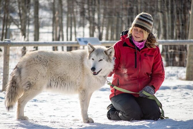 Yamnuska Wolfdog Sanctuary Walk Ticket in Canada - The animals you may see