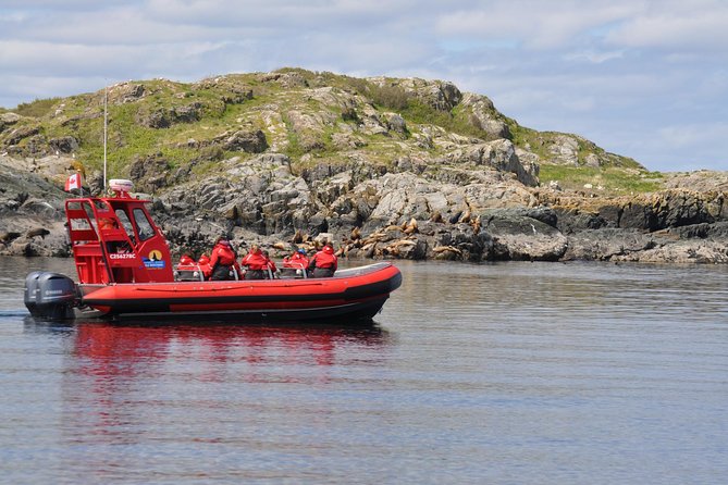 Zodiac Boat Whale and Wildlife 4-Hour Tour from Campbell River - Key points to know before booking