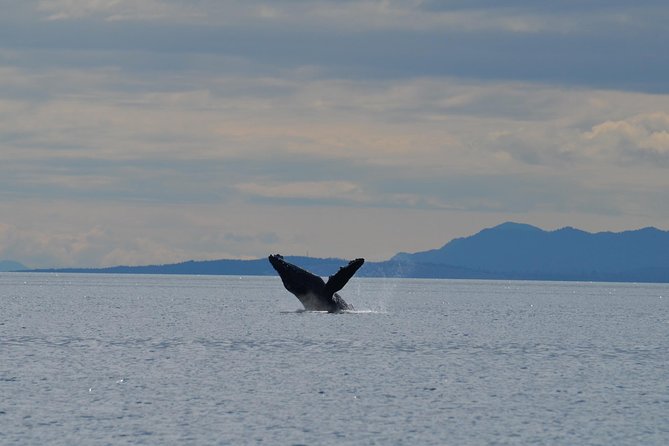 Zodiac Boat Whale and Wildlife 4-Hour Tour from Campbell River - Setting out from Campbell River