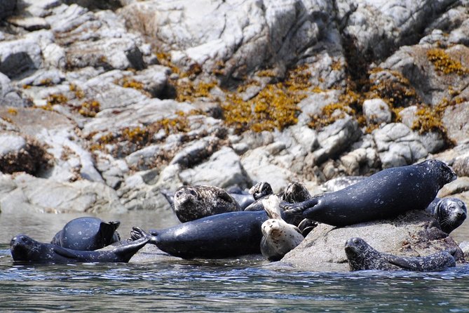 Zodiac Boat Whale and Wildlife 4-Hour Tour from Campbell River - What to wear and bring