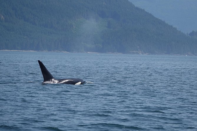 Zodiac Boat Whale and Wildlife 4-Hour Tour from Campbell River - Who will enjoy this tour most?