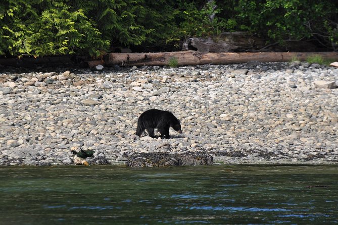 Zodiac Boat Whale and Wildlife 4-Hour Tour from Campbell River - What four hours on the zodiac really means