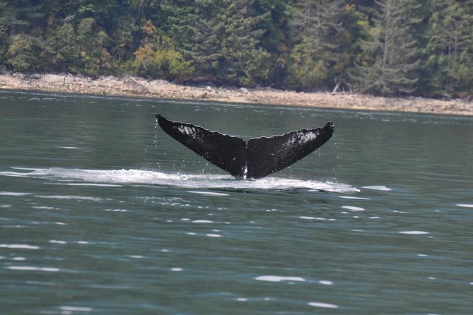 Zodiac Boat Whale and Wildlife 6-Hour Tour from Campbell River - Why the Zodiac format changes the experience