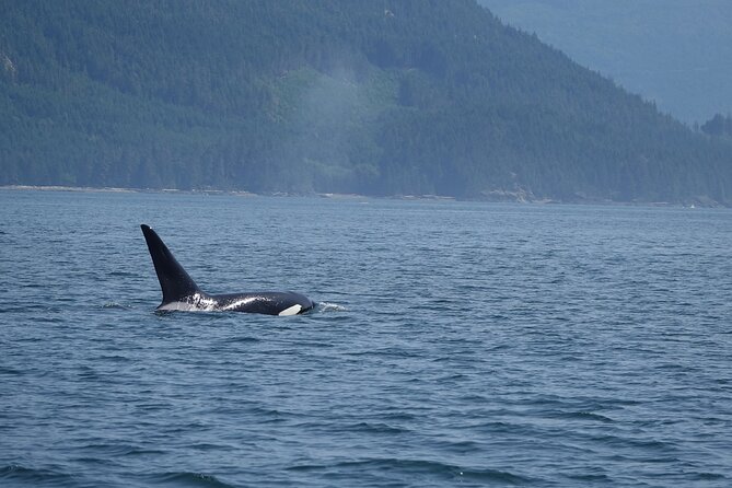 Zodiac Boat Whale and Wildlife 6-Hour Tour from Campbell River - Eagles, tide pools, and the Cape Mudge possibility