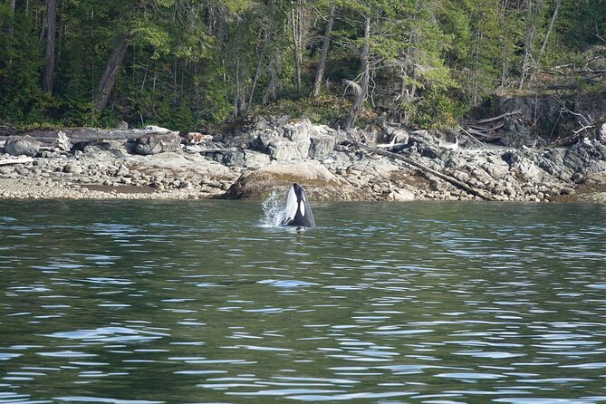 Zodiac Boat Whale and Wildlife 6-Hour Tour from Campbell River - Lunch, coffee, tea, and staying warm