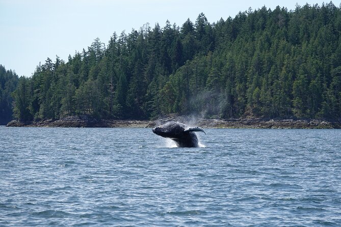 Zodiac Boat Whale and Wildlife 6-Hour Tour from Campbell River - Weather, cancellations, and planning ahead