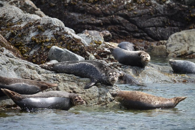 Zodiac Boat Whale and Wildlife 6-Hour Tour from Campbell River - Whale and porpoise watching around Vancouver Island