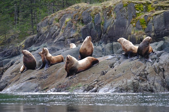 Zodiac Boat Whale and Wildlife 7-8-Hour Tour from Campbell River - The guides make or break the day