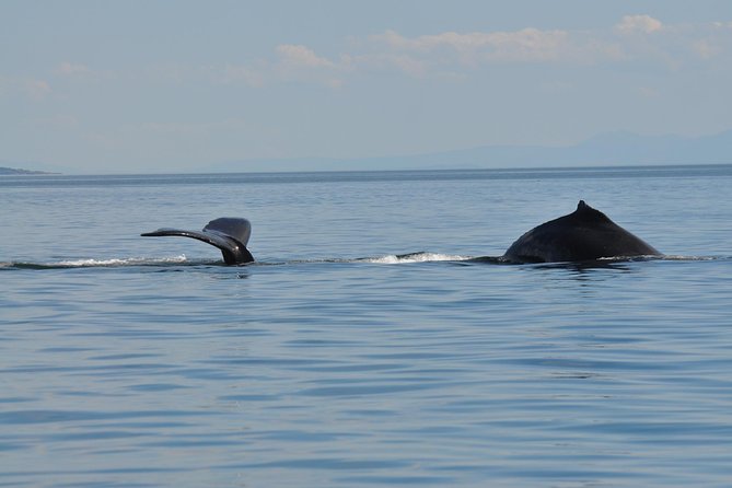 Zodiac Boat Whale and Wildlife 7-8-Hour Tour from Campbell River - What the Zodiac ride feels like