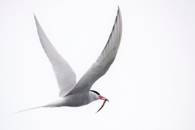 Zodiac Coastal Tour with Naturalist Guide: Lunenburg - The dock gathering is more than a quick snack