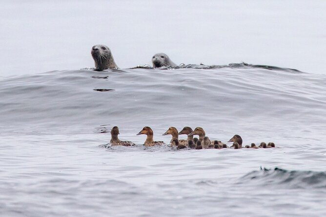 Zodiac Coastal Tour with Naturalist Guide: Lunenburg - Is $104.39 a fair price?